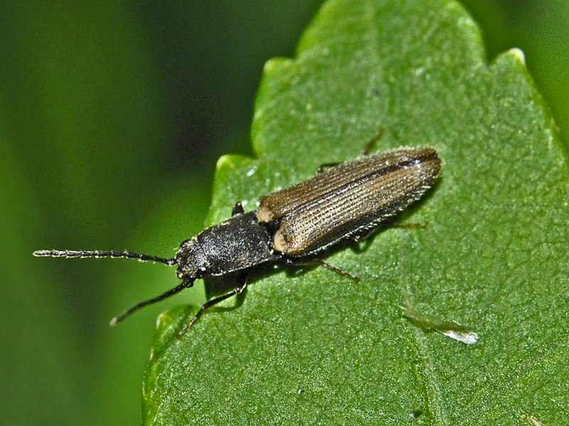 Athous sp., Elateridae